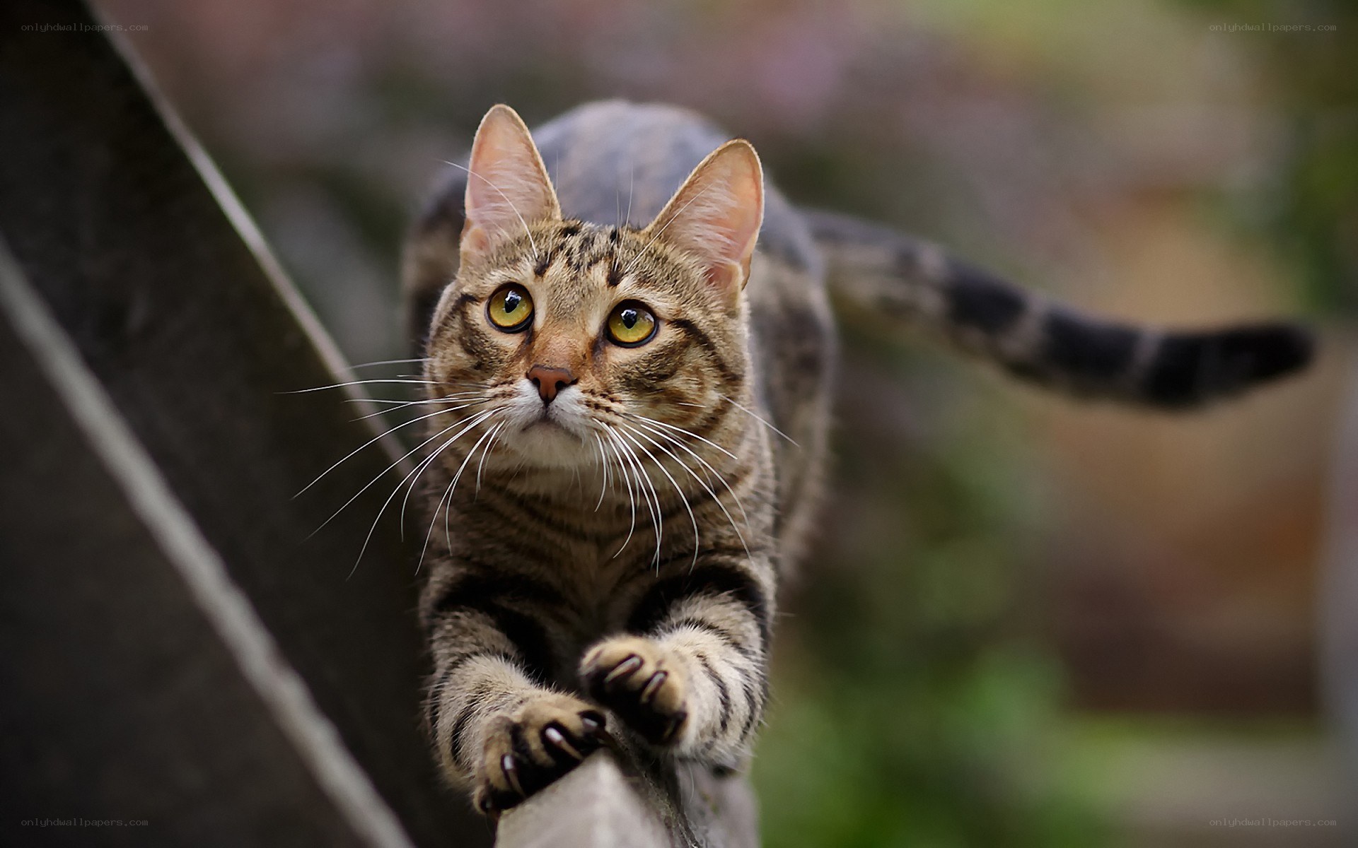 tabby cat on a fence