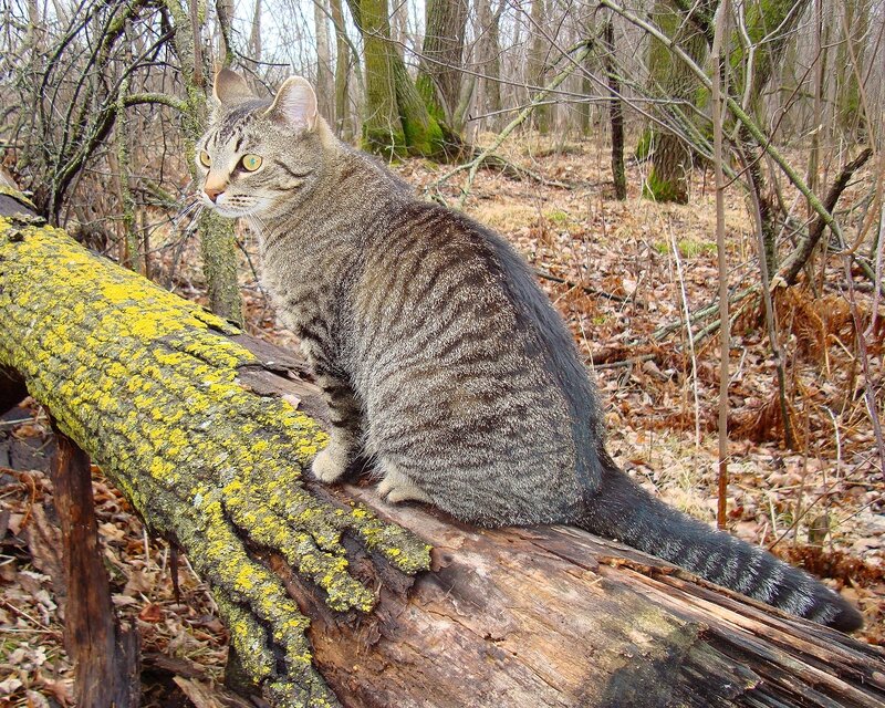 Tabby cat on a log