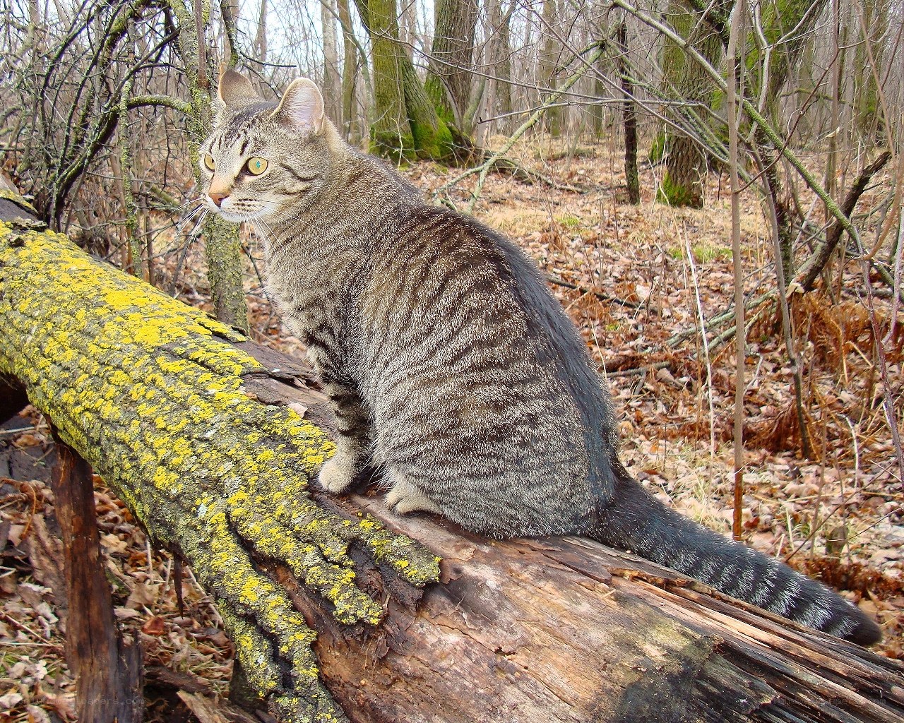 Tabby cat on a log