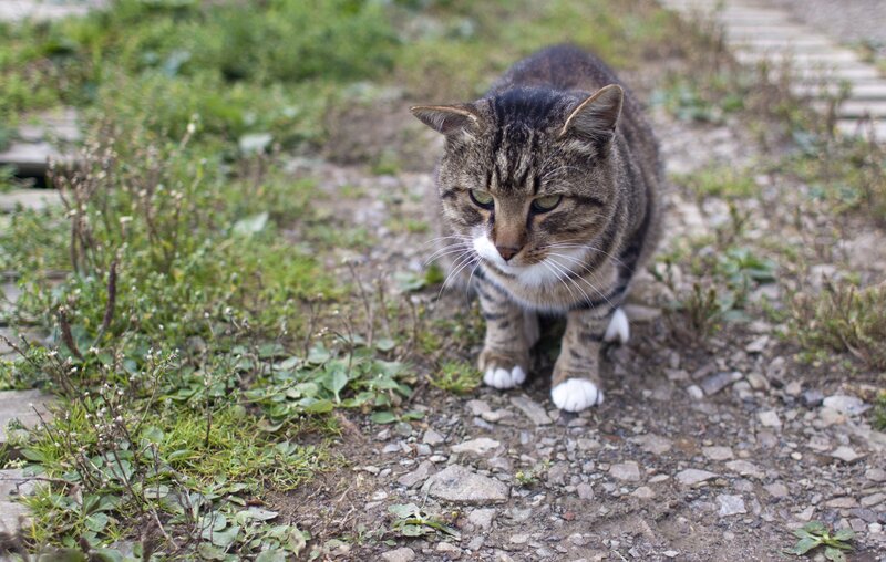 tabby cat on a path