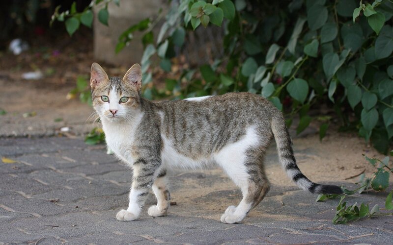 tabby cat on a paved path
