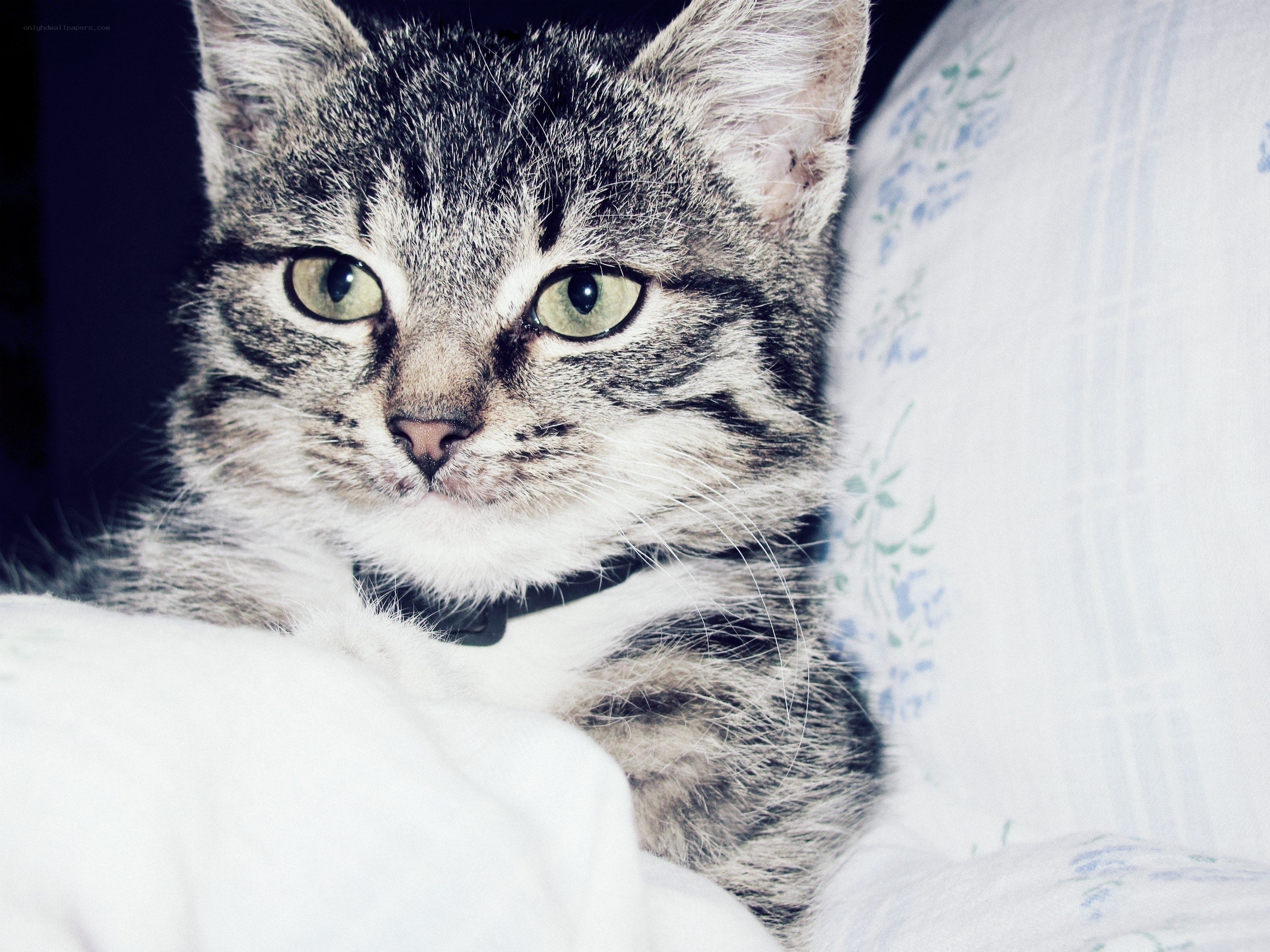 tabby cat on a pillow