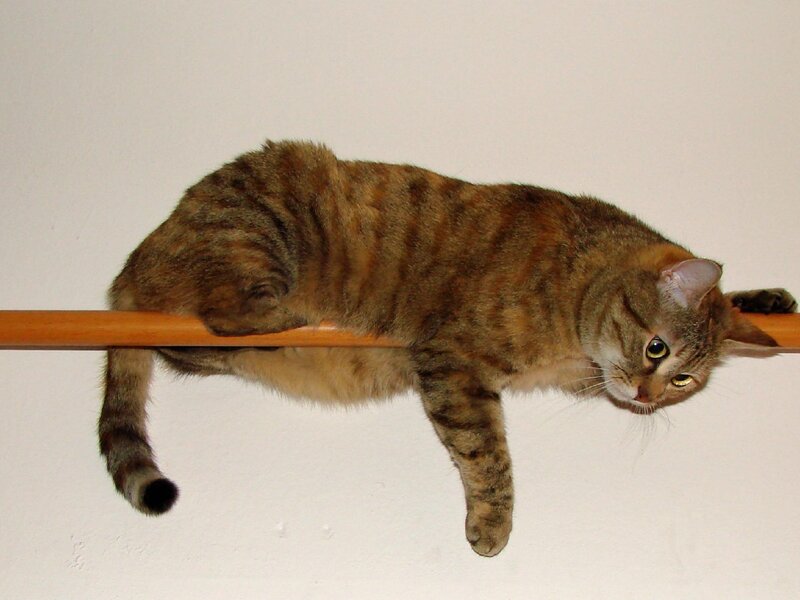 Tabby Cat on a Pole