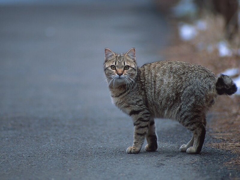 Tabby cat on a road