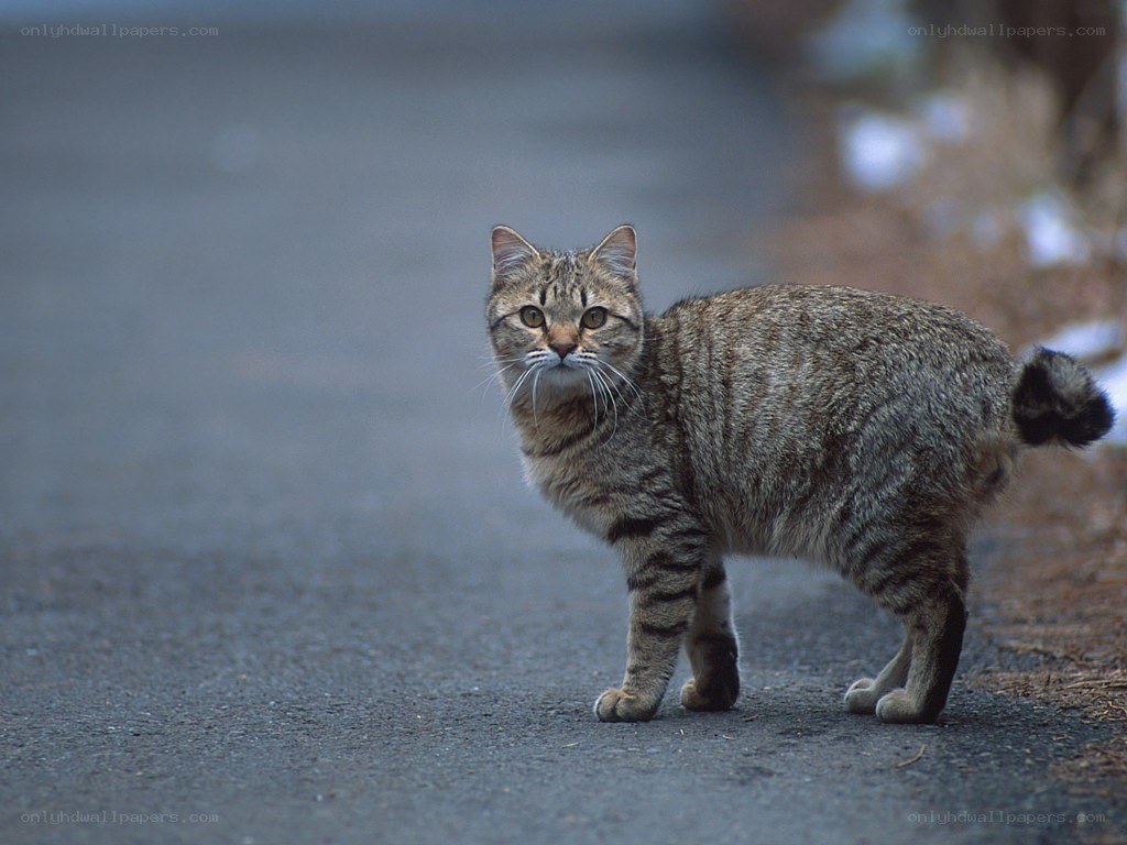 Tabby cat on a road
