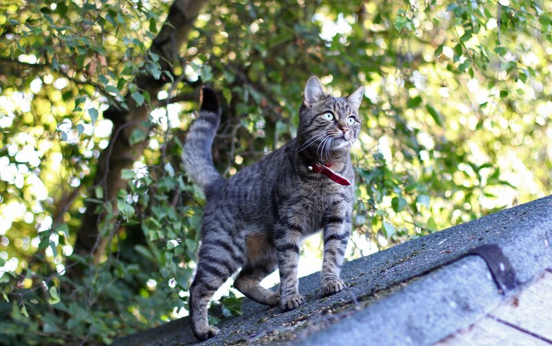 Tabby cat on a roof