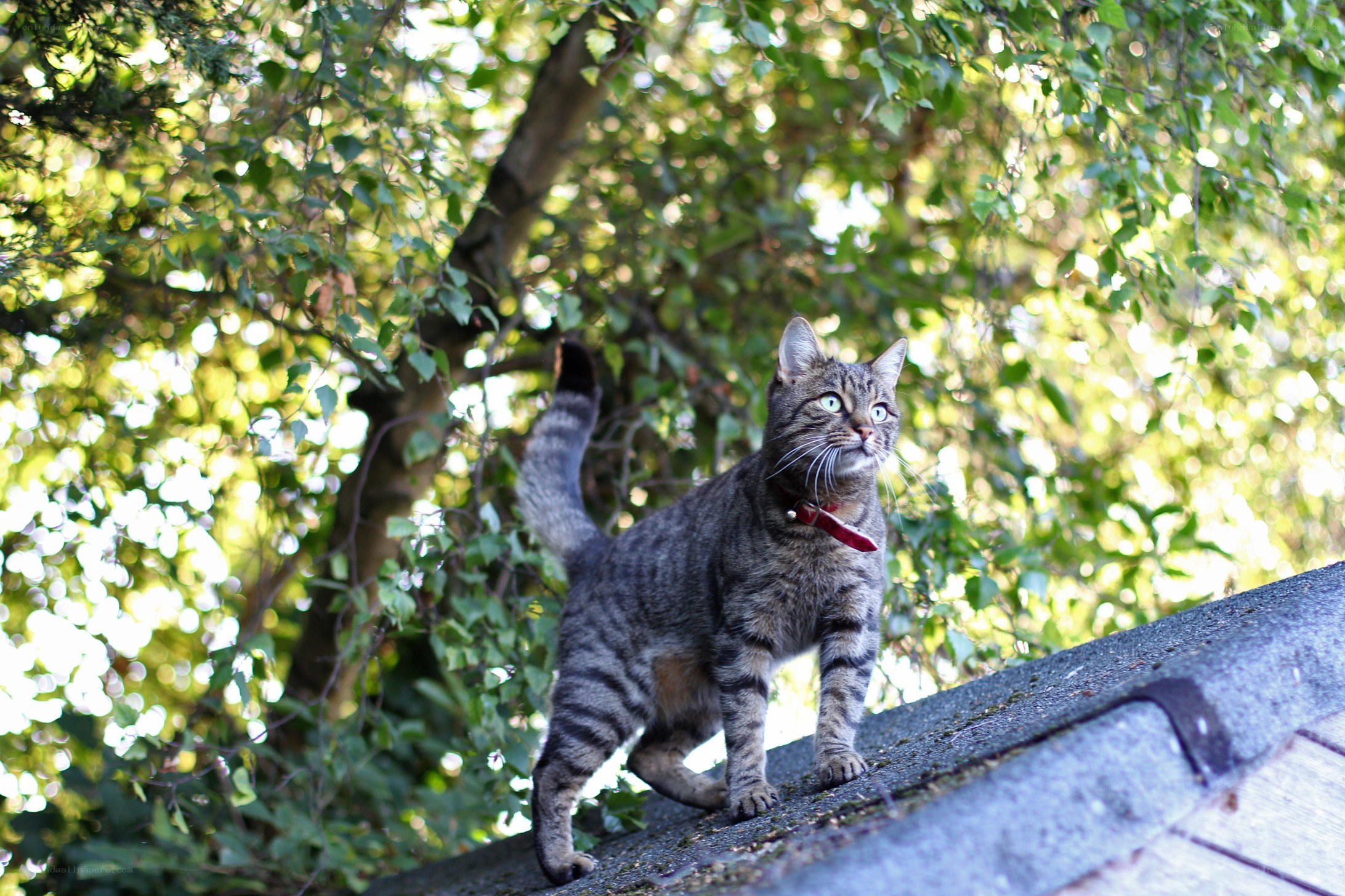 Tabby cat on a roof