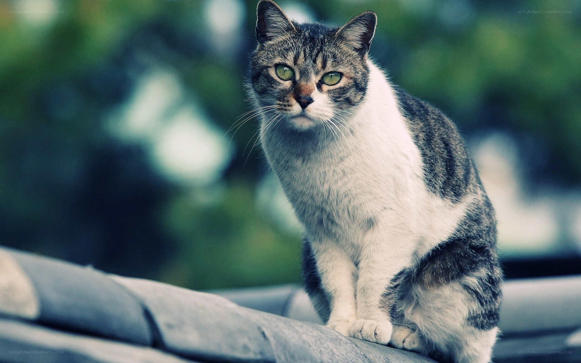 tabby cat on a roof