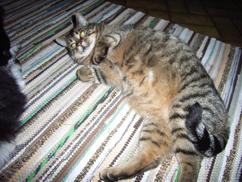 Tabby cat on a rug