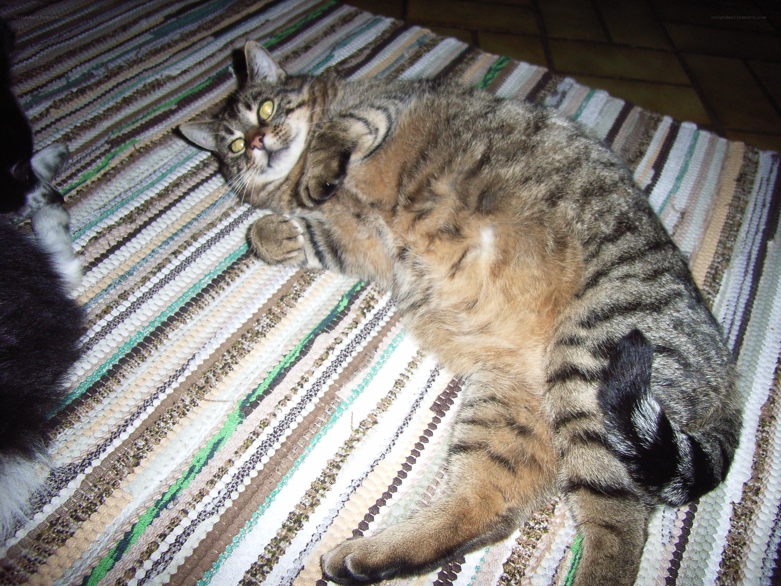 Tabby cat on a rug