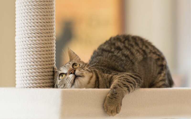 Tabby cat on a scratching post