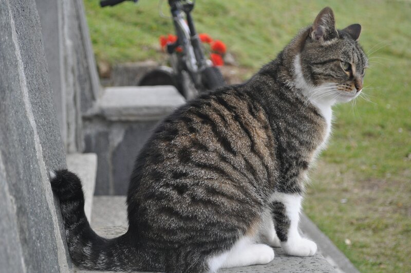Tabby cat on a stone bench