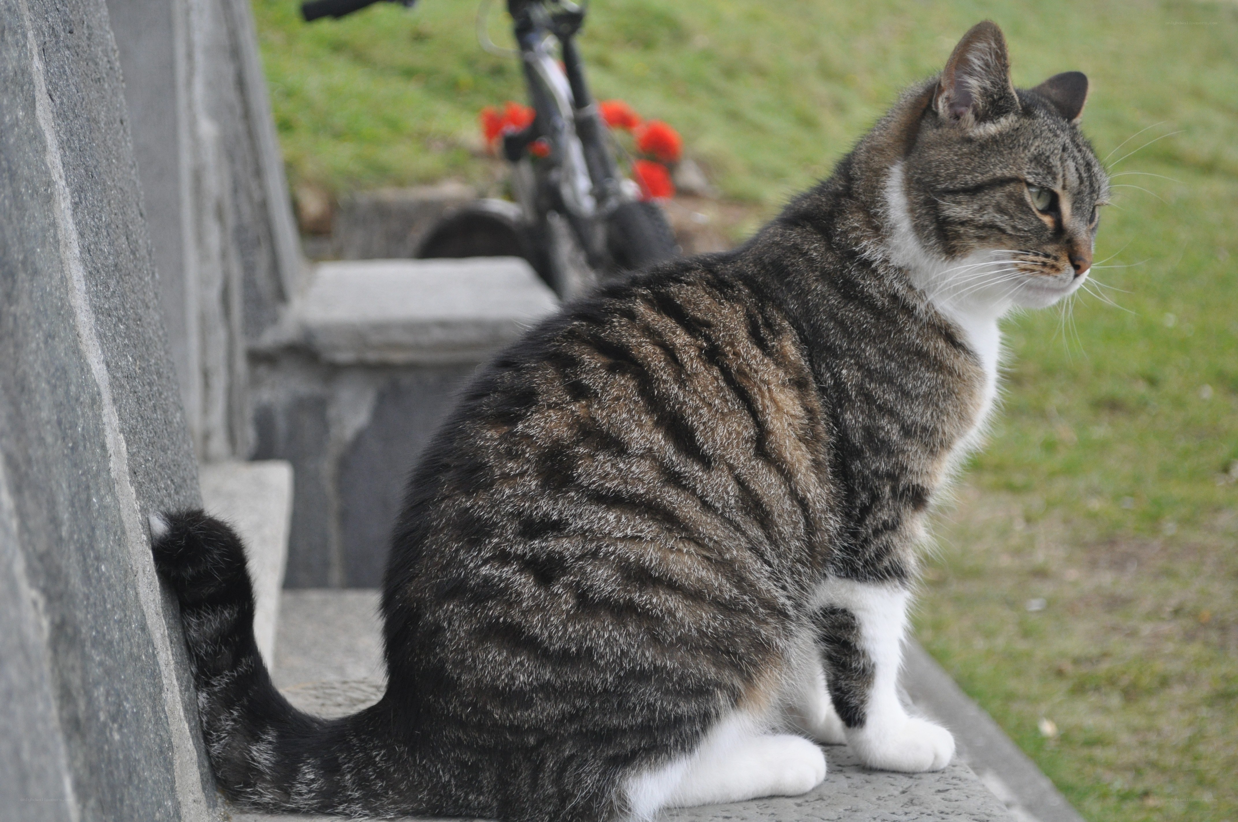 Tabby cat on a stone bench