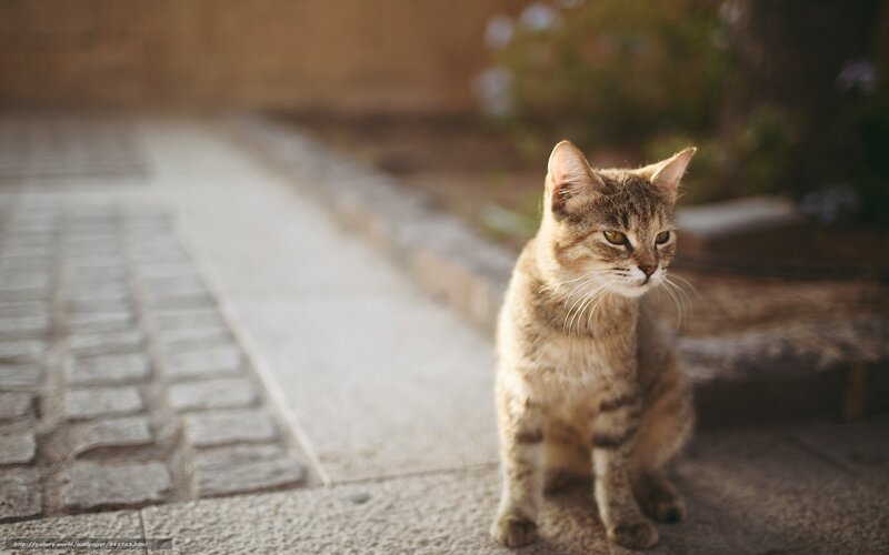 Tabby cat on a stone path