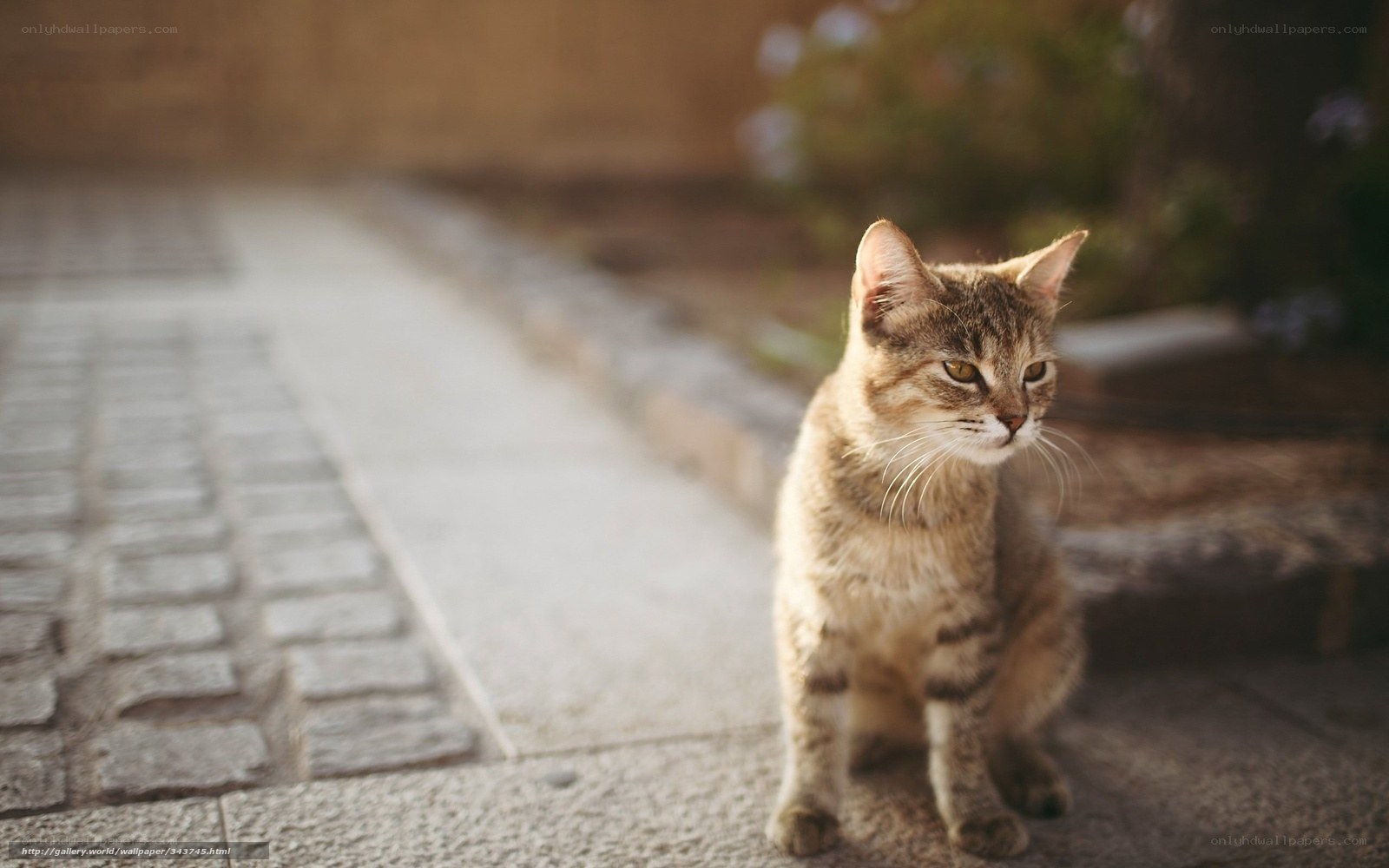 Tabby cat on a stone path