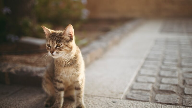 tabby cat on a stone path