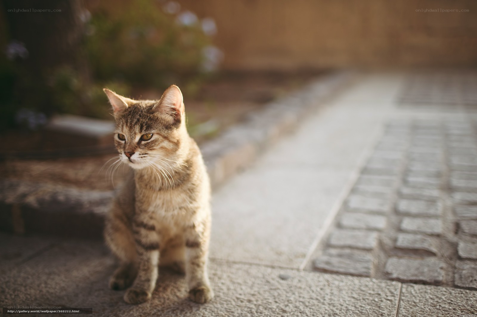 Tabby cat on a stone path