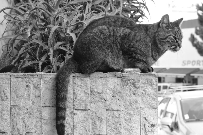 Tabby cat on a stone wall