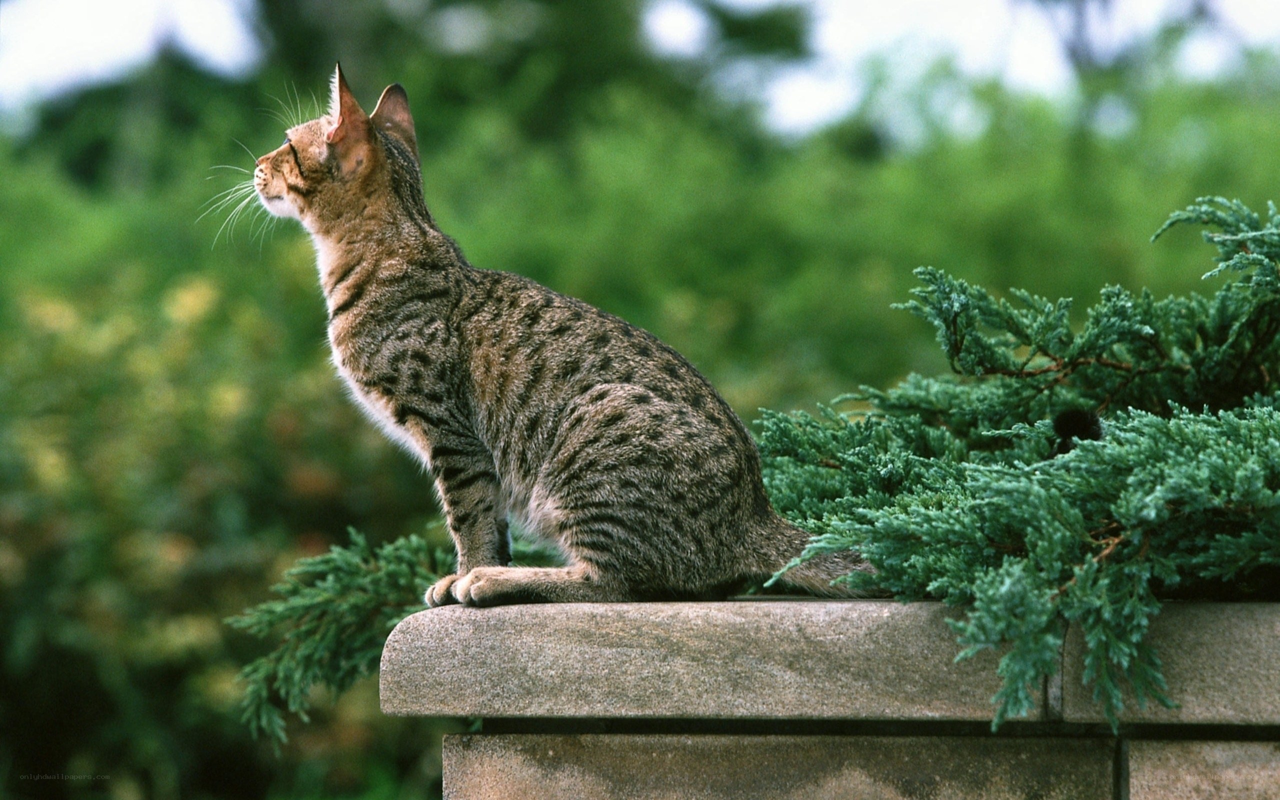 tabby cat on a stone wall