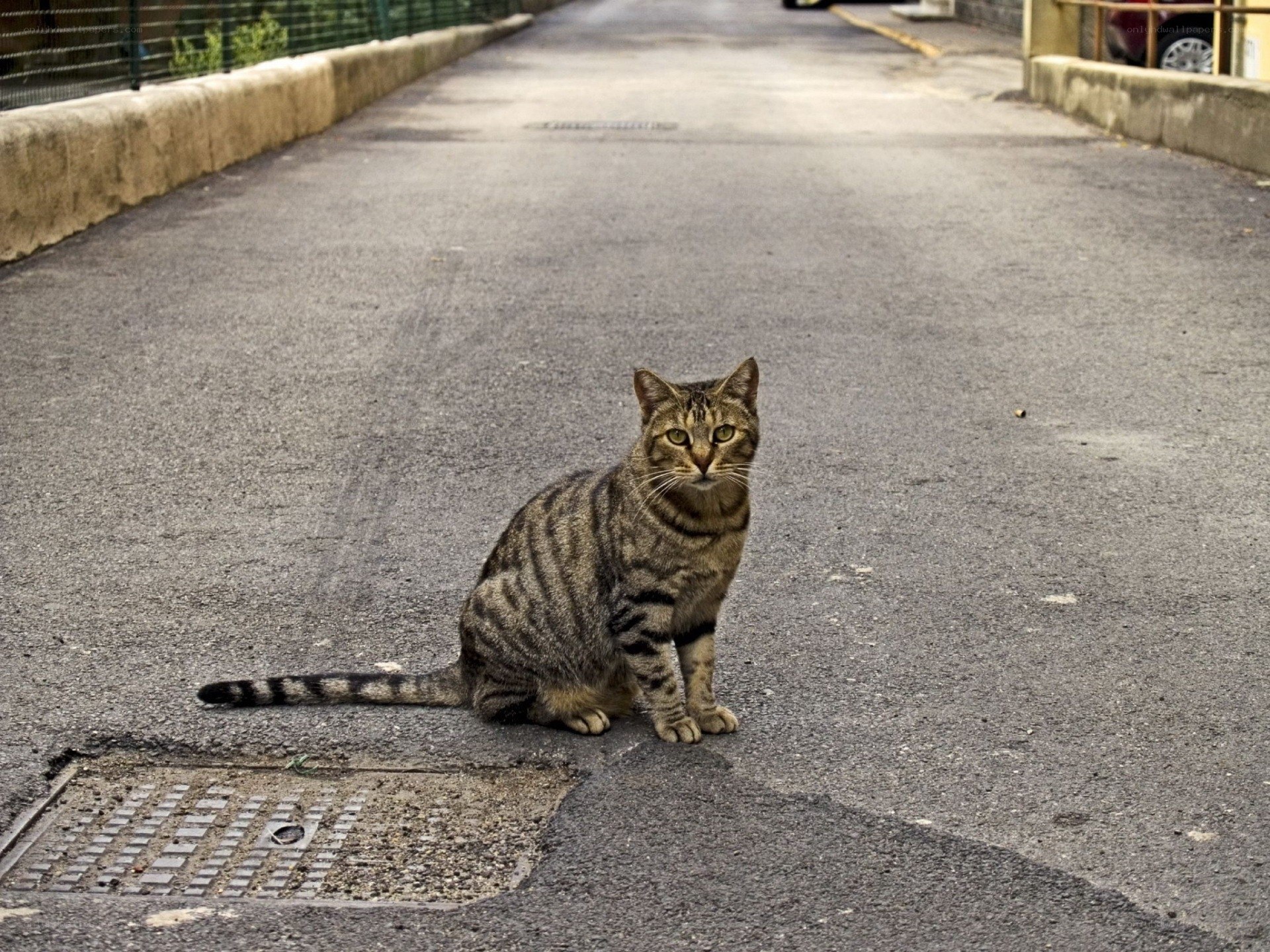 Tabby cat on a street