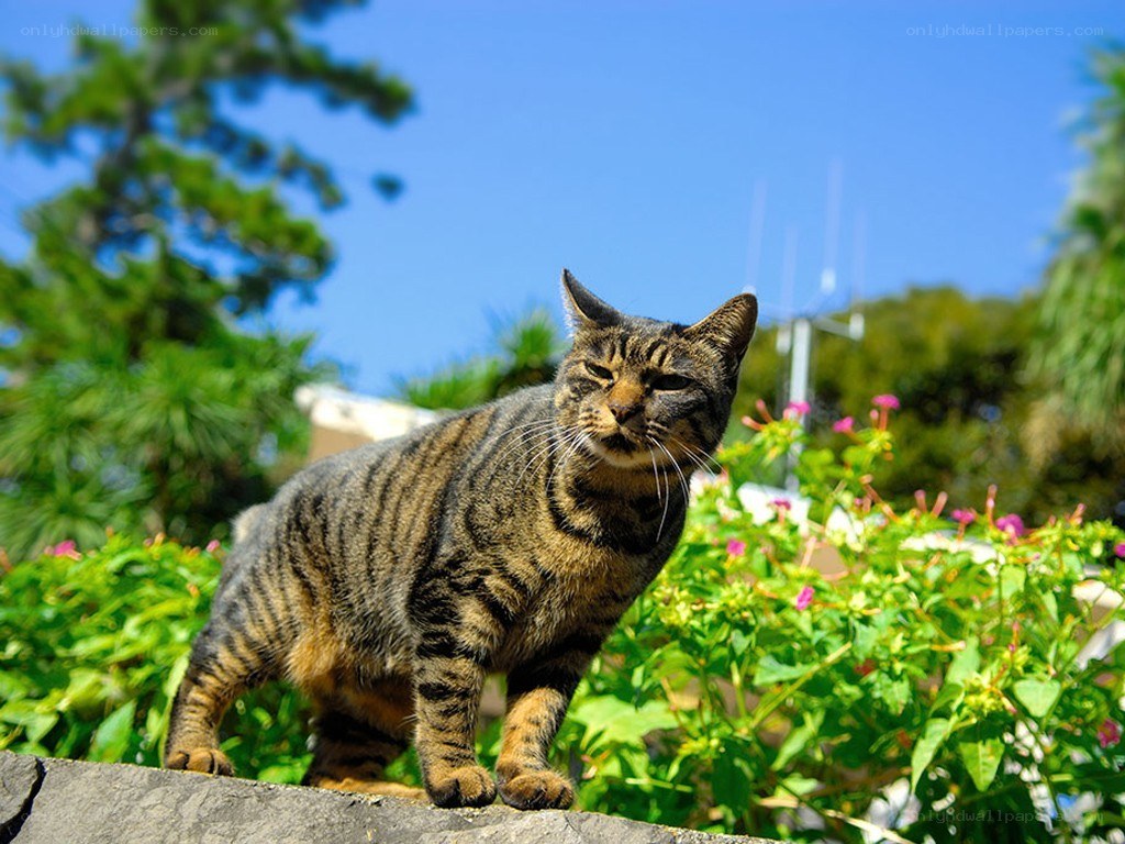 Tabby cat on a sunny day