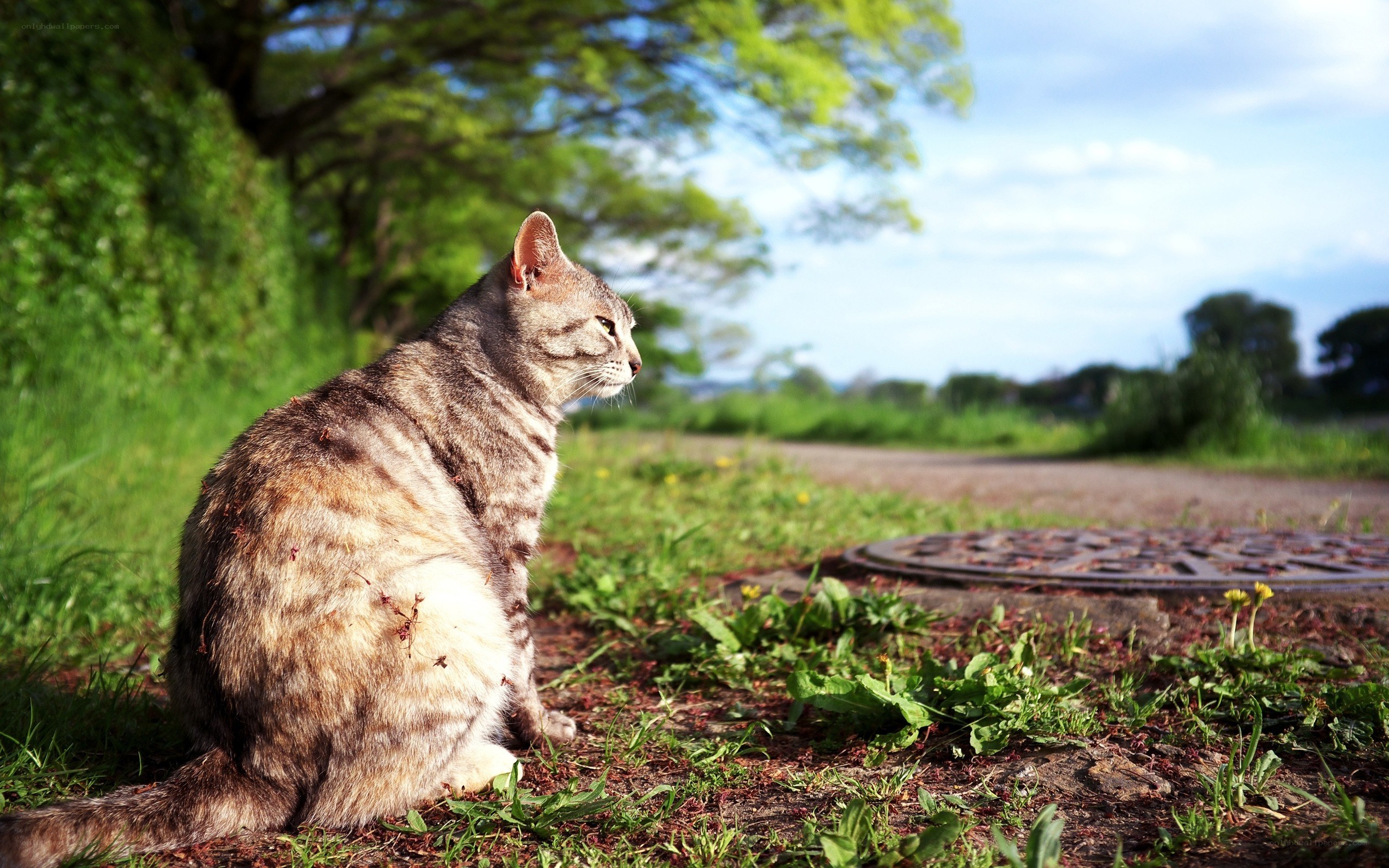 Tabby cat on a sunny path