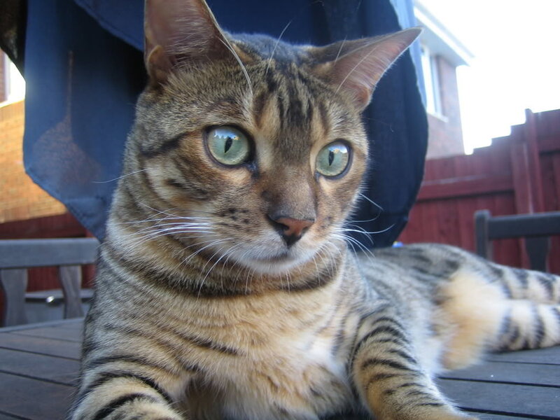 tabby cat on a table