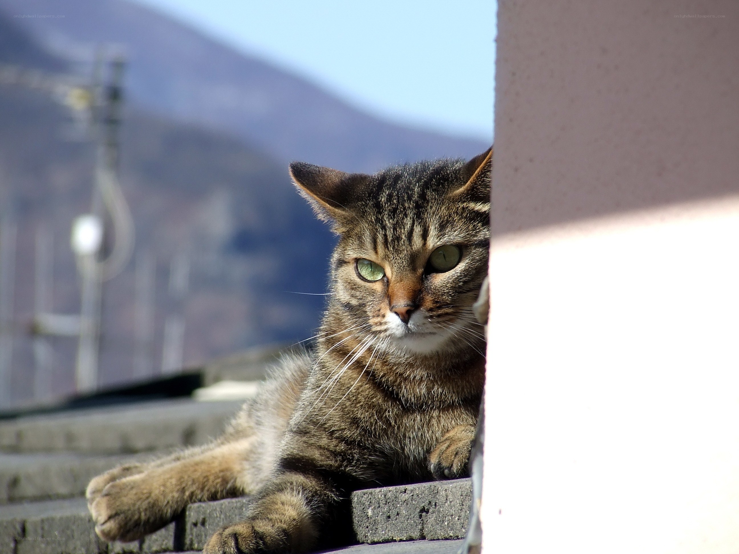 Tabby cat on a wall