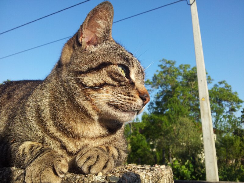 tabby cat on a wall