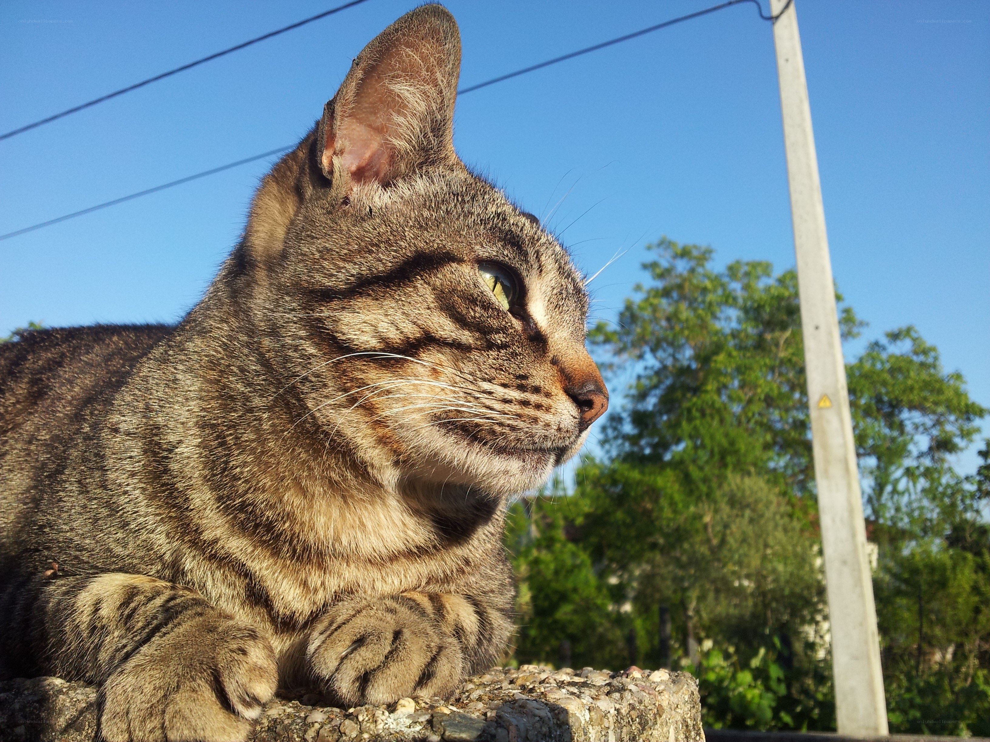 tabby cat on a wall