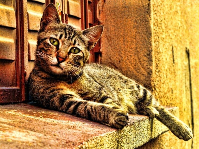 tabby cat on a windowsill