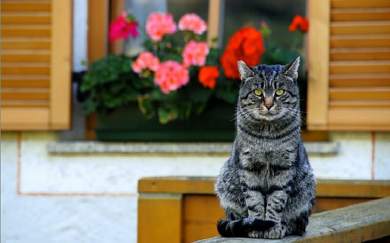 Tabby cat on a windowsill