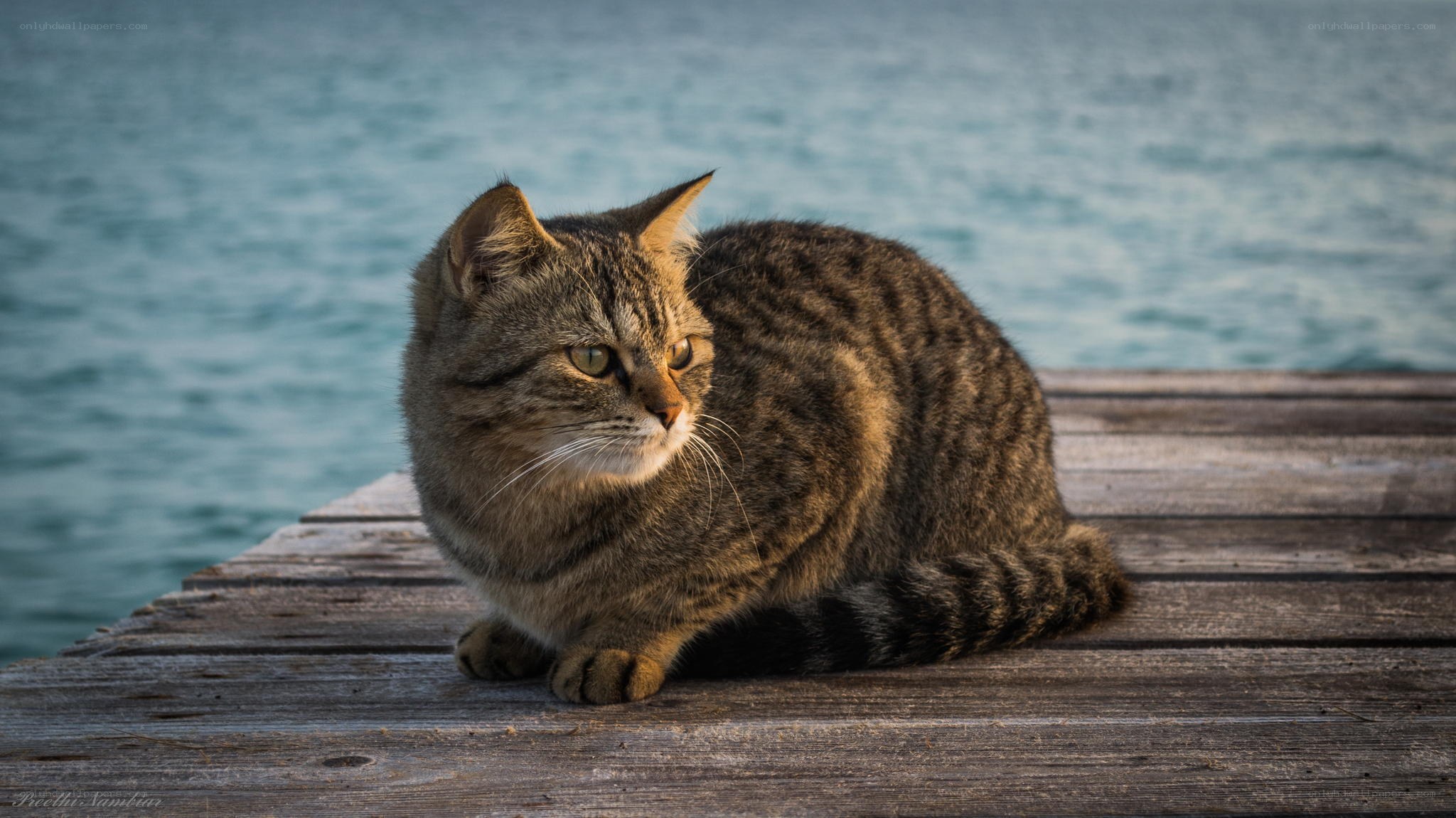Tabby cat on a wooden dock