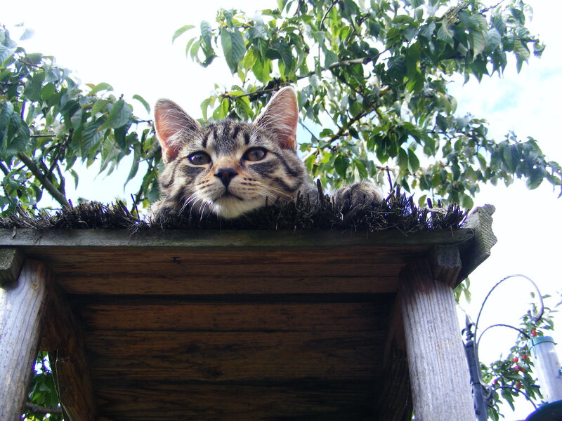 tabby cat on a wooden structure