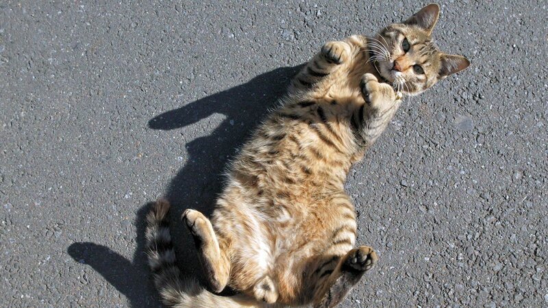 Tabby Cat on Asphalt