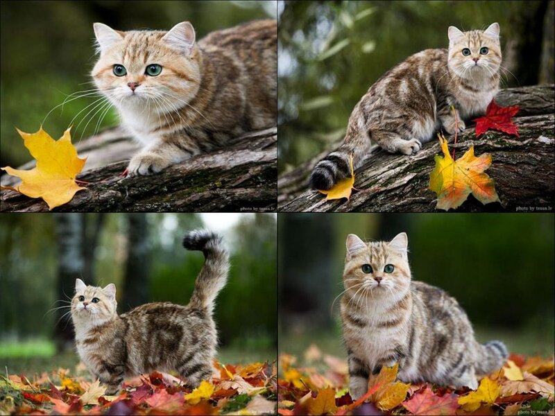 Tabby Cat on Autumn Leaves