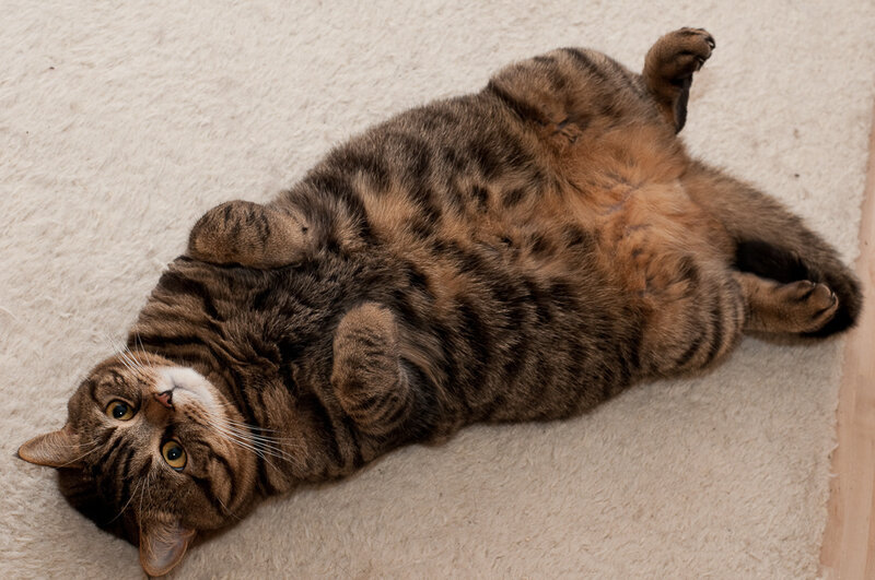 Tabby Cat on Back — Brown