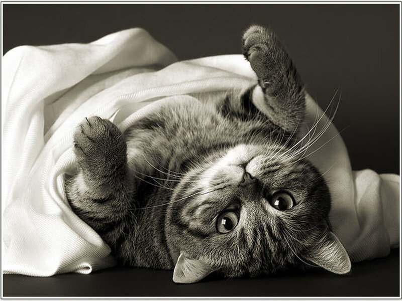 Tabby Cat on Back
