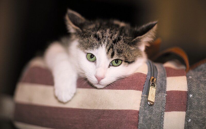 Tabby Cat on Bag
