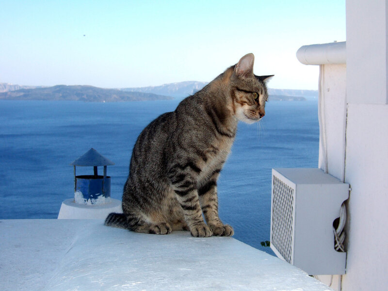 Tabby Cat on Balcony — Blue