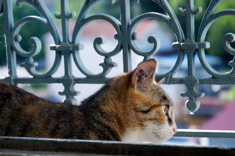 Tabby Cat on Balcony — Brown, Calm