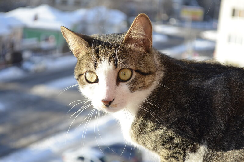 Tabby Cat on Balcony — Brown