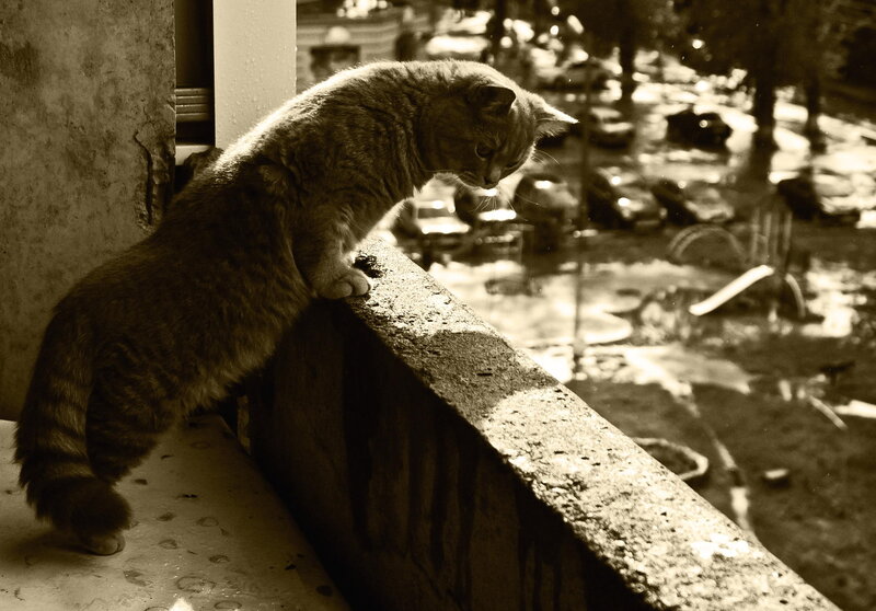 Tabby Cat on Balcony — Sepia