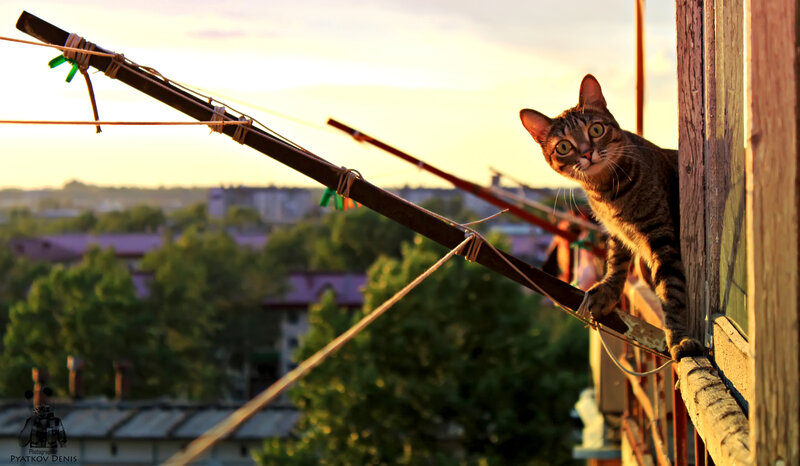 Tabby Cat on Balcony