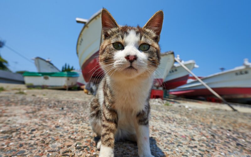 Tabby Cat on Beach — Blue, Calm