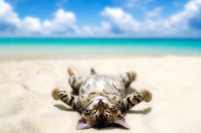 Tabby Cat on Beach — Blue, Serene