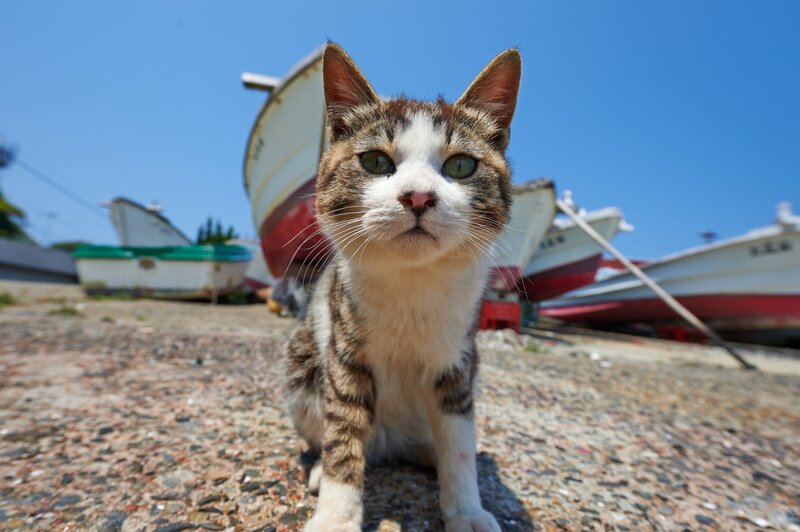 Tabby Cat on Beach — Blue