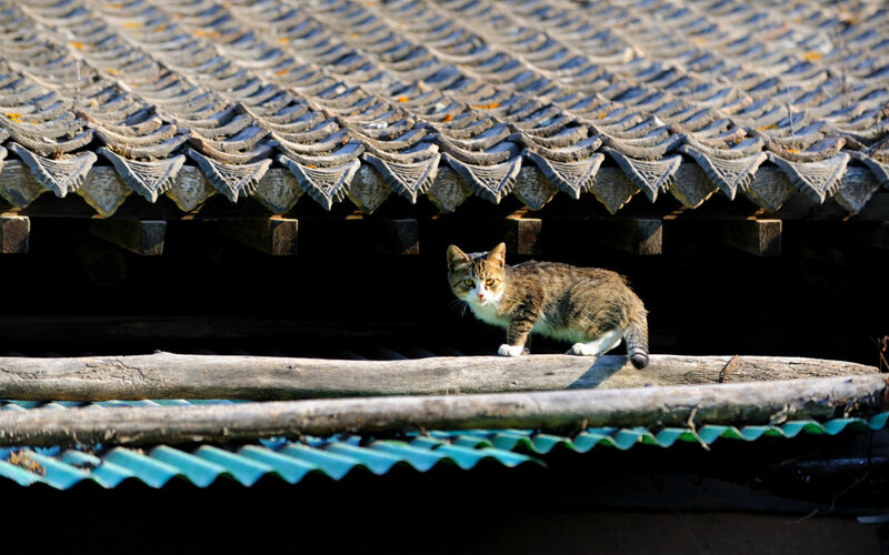 Tabby Cat on Beam — Brown