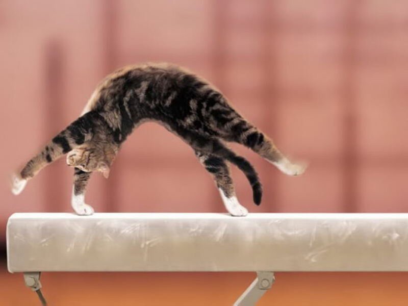 Tabby Cat on Beam