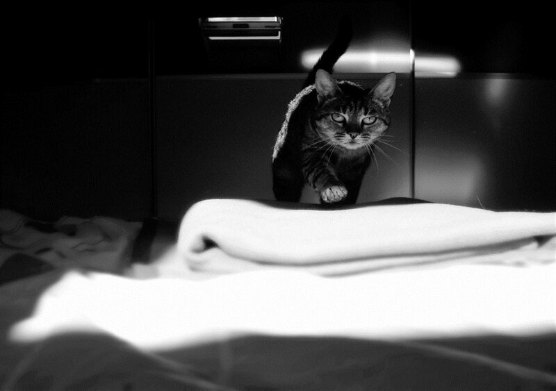 Tabby Cat on Bed — Black
